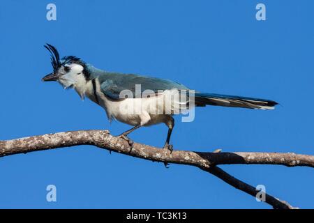 White-throated Magpie-Jay (Calocitta formosa) sits on a branch, Guanacaste Province, Costa Rica Stock Photo