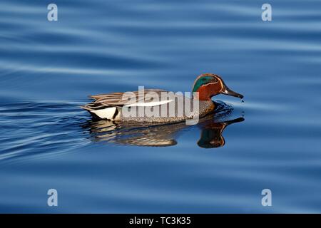Eurasian Teal (Anas crecca), male reflected in water, Schleswig-Holstein, Germany Stock Photo