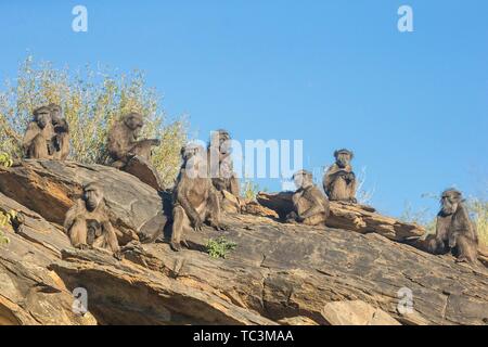 Yellow baboons (Papio cynocephalus), herd of animals sitting on a rock, Daan Viljoen Nature Reserve, Namibia Stock Photo
