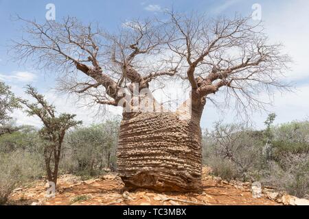 Old Baobab Tree (Adansonia rubrostipa), called Grandmother-Baobab, Tsimanampetsotsa National Park, Madagascar Stock Photo