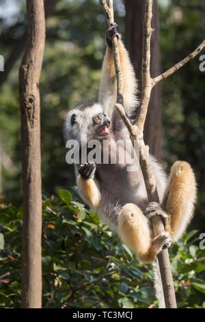 Diademed sifaka (Propithecus diadema) climbing, Andasibe-Mantadia National Park, Madagascar Stock Photo