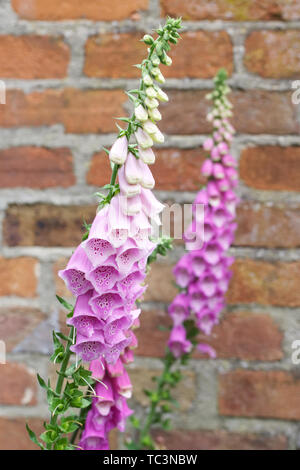 Digitalis purpurea against a red brick wall. Stock Photo