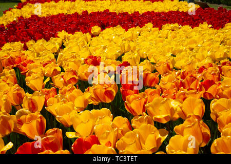 Background image of yellow and red spring tulips Stock Photo