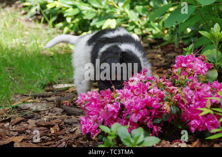 The young dog is smelling the flowers. Sweet puppy in the home garden. Stock Photo