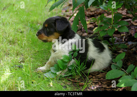 The puppy is sitting on the grass. The portrait of little dog gets to know the world with curiosity. Stock Photo