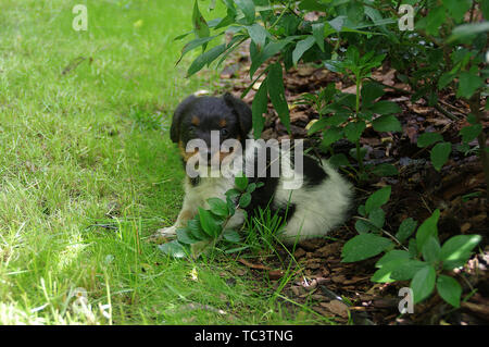 The puppy is sitting on the grass. The portrait of little dog gets to know the world with curiosity. Stock Photo