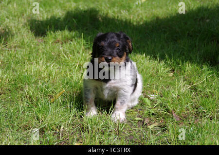 The puppy is sitting on the grass. The portrait of little dog gets to know the world with curiosity. Stock Photo