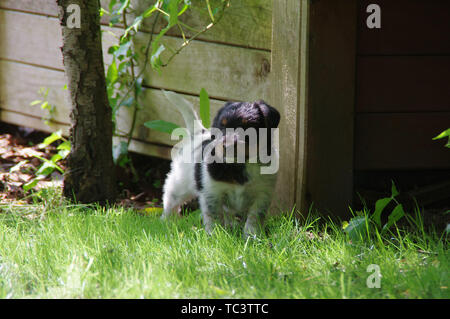 The puppy is walking on the grass. The little dog gets to know the world with curiosity. Stock Photo
