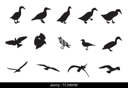 Black and White Silhouettes of various birds. Vector Illustration. EPS10 Stock Vector