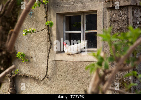 White hun sitting on the window sill in the coutry side house Stock Photo