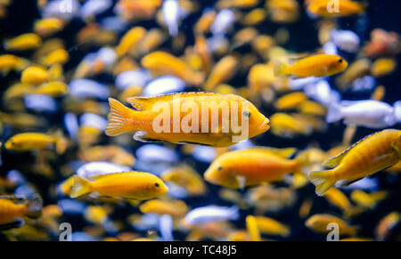 Three-lake cichlids at the aquarium. Stock Photo