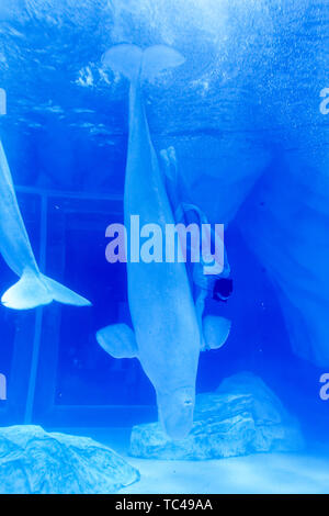 The love of mermaids in Shanghai Haichang Ocean Park Stock Photo