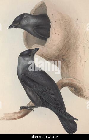 Engraving of a Jackdaw pair (Corvus monedula) on the nest, from the book 'Birds of Europe' by John Gould, 1837. Courtesy Internet Archive. () Stock Photo