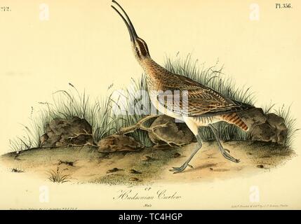 Engraving of the Hudsonian Curlew (Numenius Hudsonicus), from the book 'The birds of America, from drawings made in the United States and their territories' by John James Audubon, 1840. Courtesy Internet Archive. () Stock Photo