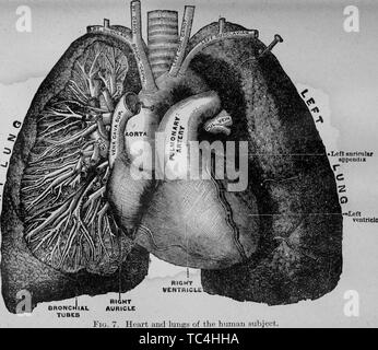Human Heart and Lungs, vintage engraving. Old engraved illustration of ...