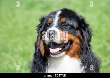 Cute bernese mountain dog puppy close up. Berner sennenhund or bernese cattle dog. Pet animals. Stock Photo