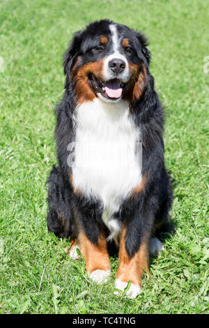 Cute bernese mountain dog puppy is sitting on a green meadow. Berner sennenhund or bernese cattle dog. Pet animals. Stock Photo