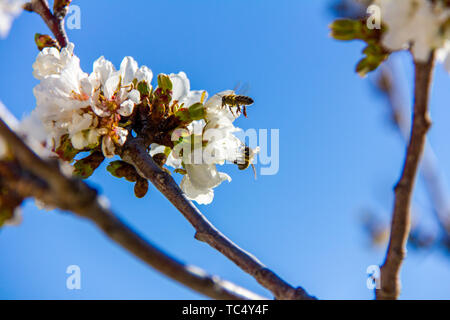 Two bees pollinating a cherry flower in Vall de Laguar, Spain Stock Photo