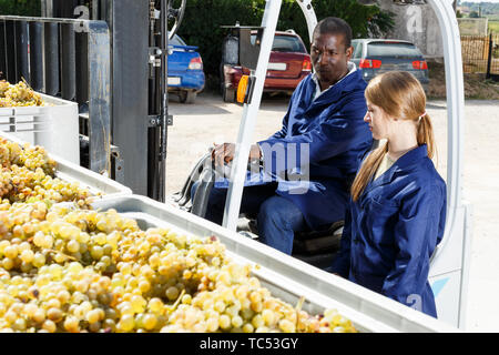 Two vineyard engineers checking quality of delivered grapes harvest in truck Stock Photo
