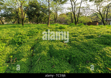 Sunshine Lawn Scenery on Campus of Minhang Campus of Shanghai Jiaotong University Stock Photo