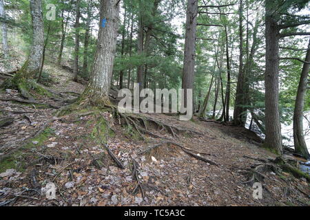 Wide angle shot of trees with prominent roots on a leaf-littered forest floor in Michigan's Upper Peninsula Stock Photo