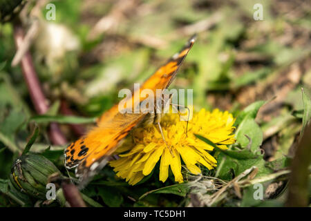 Closeup of a beautiful butterfly with orange and black wings, sitting on a yellow blooming dandelion among lush green grass on a sunny day Stock Photo