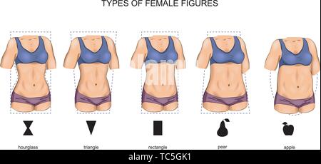 vector illustration of female figure types. sport Stock Vector