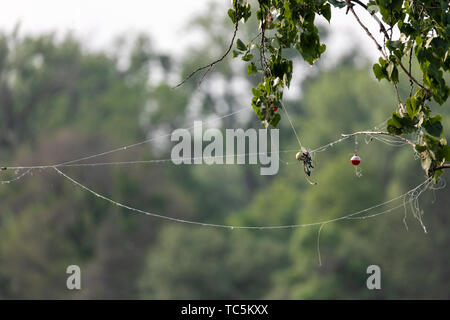 Fishing gear snagged in tree. Stock Photo