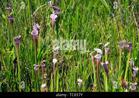White Topped Pitcher Plants in the Weeks Bay Pitcher Plant Bog near Magnolia Springs, Alabama. Stock Photo