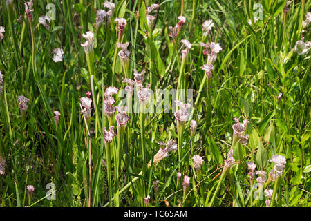 White Topped Pitcher Plants in the Weeks Bay Pitcher Plant Bog near Magnolia Springs, Alabama. Stock Photo