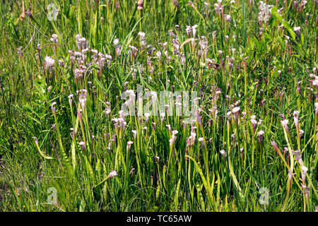 White Topped Pitcher Plants in the Weeks Bay Pitcher Plant Bog near Magnolia Springs, Alabama. Stock Photo