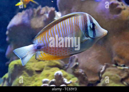 Colourful tropical fish swimming among the coral reefs in London Zoo Aquarium, ZSL London Zoo, London, UK Stock Photo