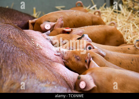 Ardingly Sussex UK 6th June 2019 - These piglets enjoy breakfast on the first day of the South of England Show held at the Ardingly Showground in Sussex. The annual agricultural show highlights the best in British farming and produce and attracts thousands of visitors over three days . Credit : Simon Dack / Alamy Live News Stock Photo