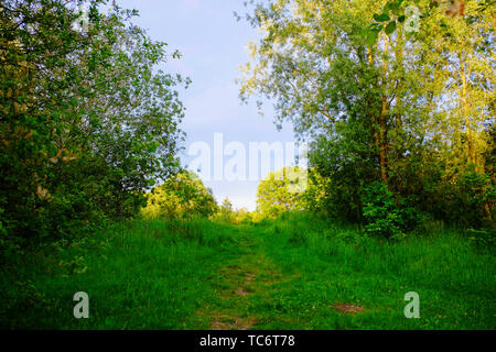 Green grass field and trees with a trail path running uphil inbetween  Stock Photo