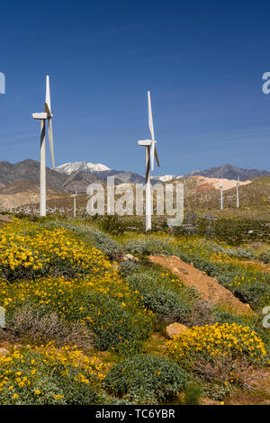 Spring wildflowers and the windfarm in the San Gorgonio Pass near Palm Springs, California, USA. Stock Photo