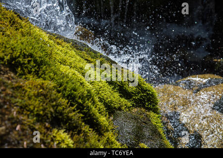 Mountain stream close up. The flow of water among the stones covered with moss. Summer season Stock Photo