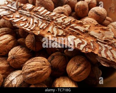 Still life with walnuts and wood