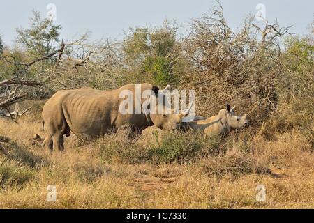 Southern white rhinoceros (Ceratotherium simum simum). Hlane National Park, Eswatini (Swaziland)