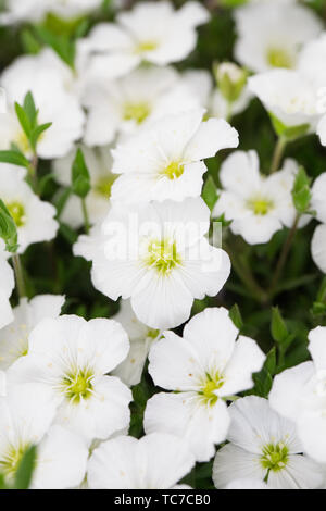 Arenaria montana 'Avalanche' flowers. Stock Photo