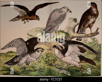 Engraved drawing of birds of prey, Montagu's Harrier (Circus pygargus), Buzzard (Buteo vulgaris), Osprey (Pandion haliaetus), Gyrfalcon (Falco rusticolus), and Goshawk (Astur falumbarius), from the book 'Natural history of the animal kingdom for the use of young people' by William Forsell Kirby, 1889. Courtesy Internet Archive. () Stock Photo