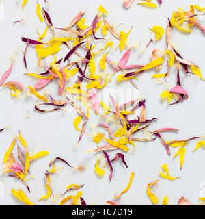 Dry multicolored flower petals scattered on a gray background. Beautiful background Stock Photo