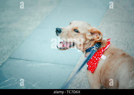 Photographer: Hu Wenkai Stock Photo