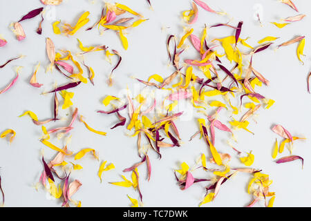 Dry multicolored flower petals scattered on a gray background Stock Photo