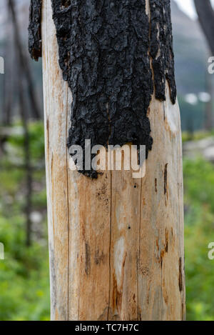 Burned Bark and Raw Wood Tree Trunk after recent forest fire Stock Photo
