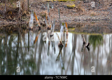 Water reflections in a forest Stock Photo