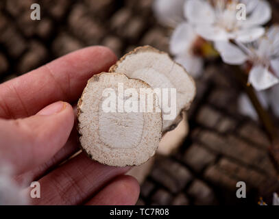 Traditional Chinese medicine seasoning Angelica dahurica Stock Photo