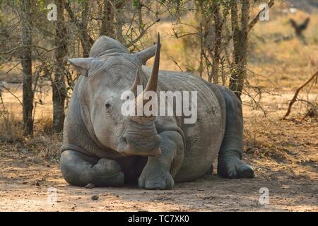 Southern white rhinoceros (Ceratotherium simum simum). Hlane National Park, Eswatini (Swaziland)