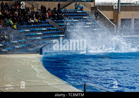 Haichang Ocean Park orca performance in Shanghai Stock Photo