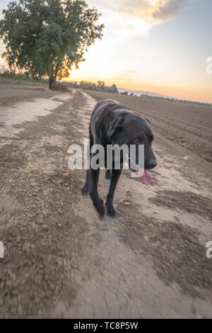 black Labrador retriever on farm Stock Photo