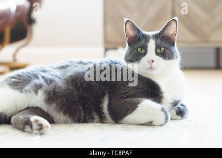 grey and white cat laying on floor Stock Photo